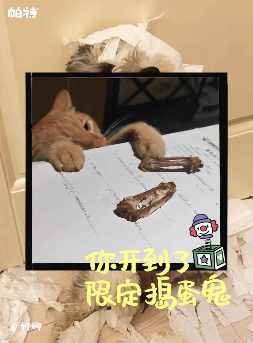 宠物家庭故事画面