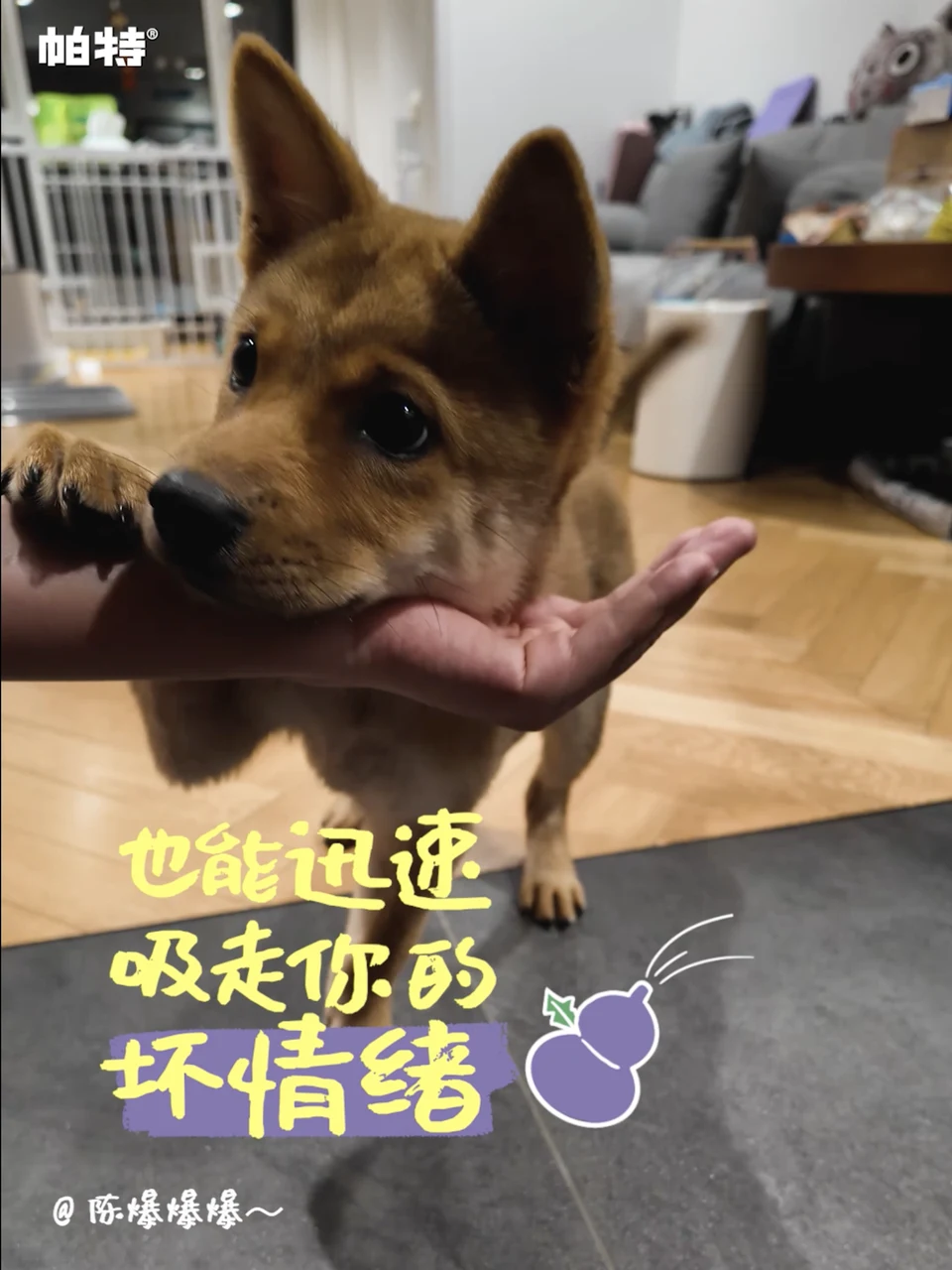 宠物陪伴主题画面