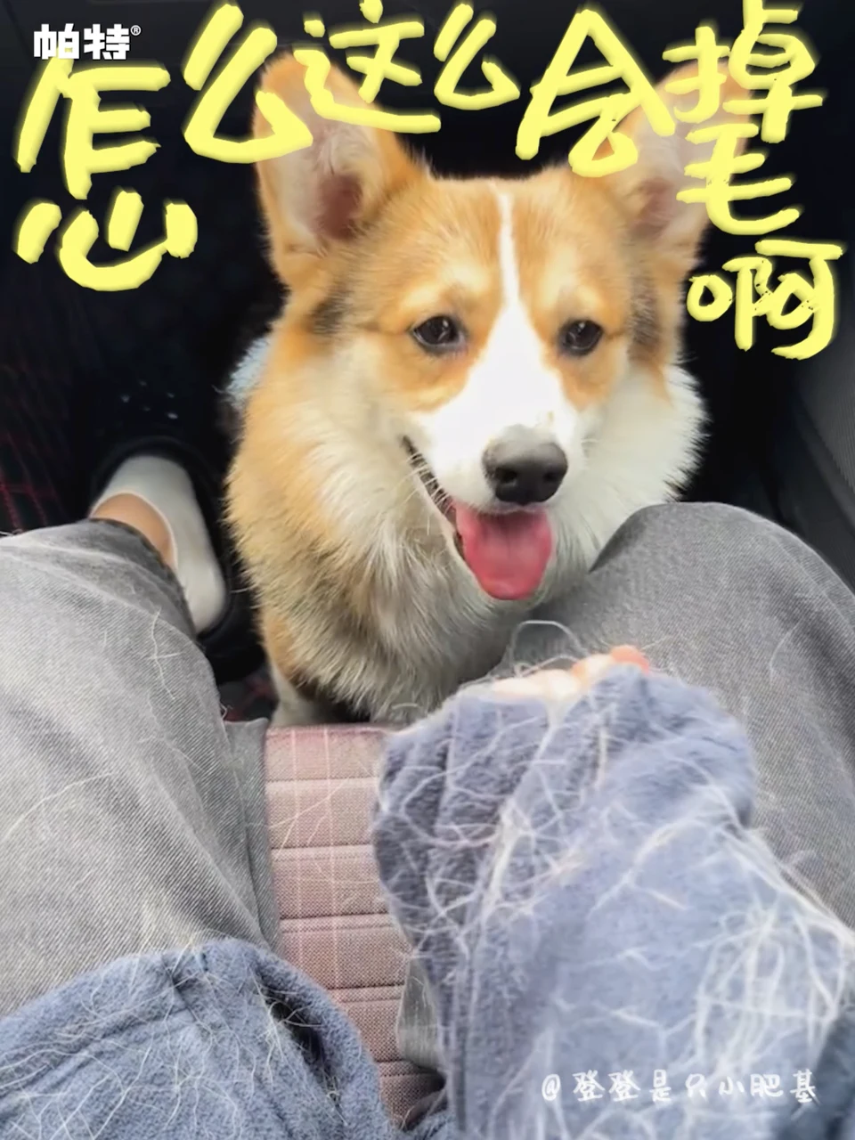 宠物家庭故事画面