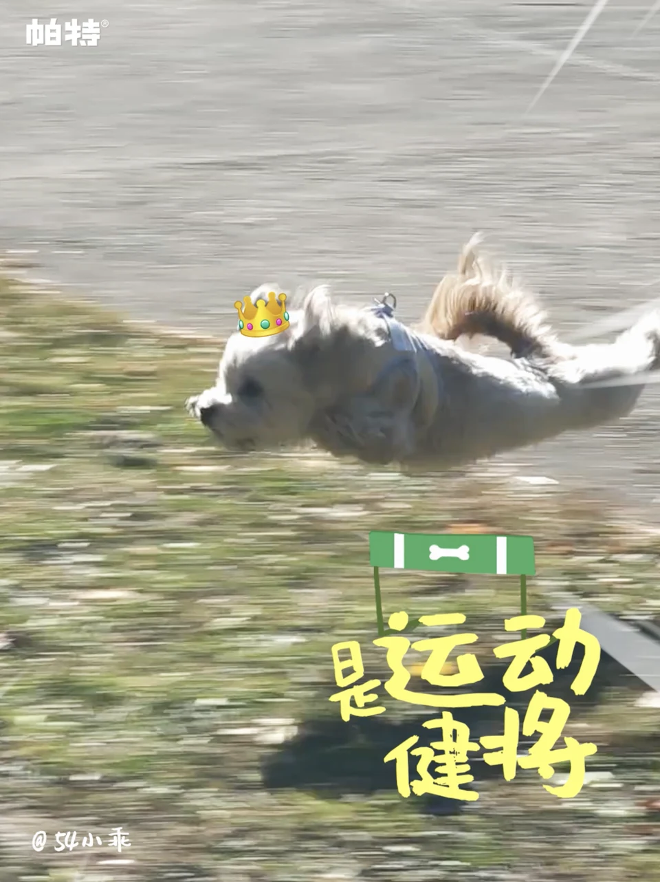 户外陪伴画面